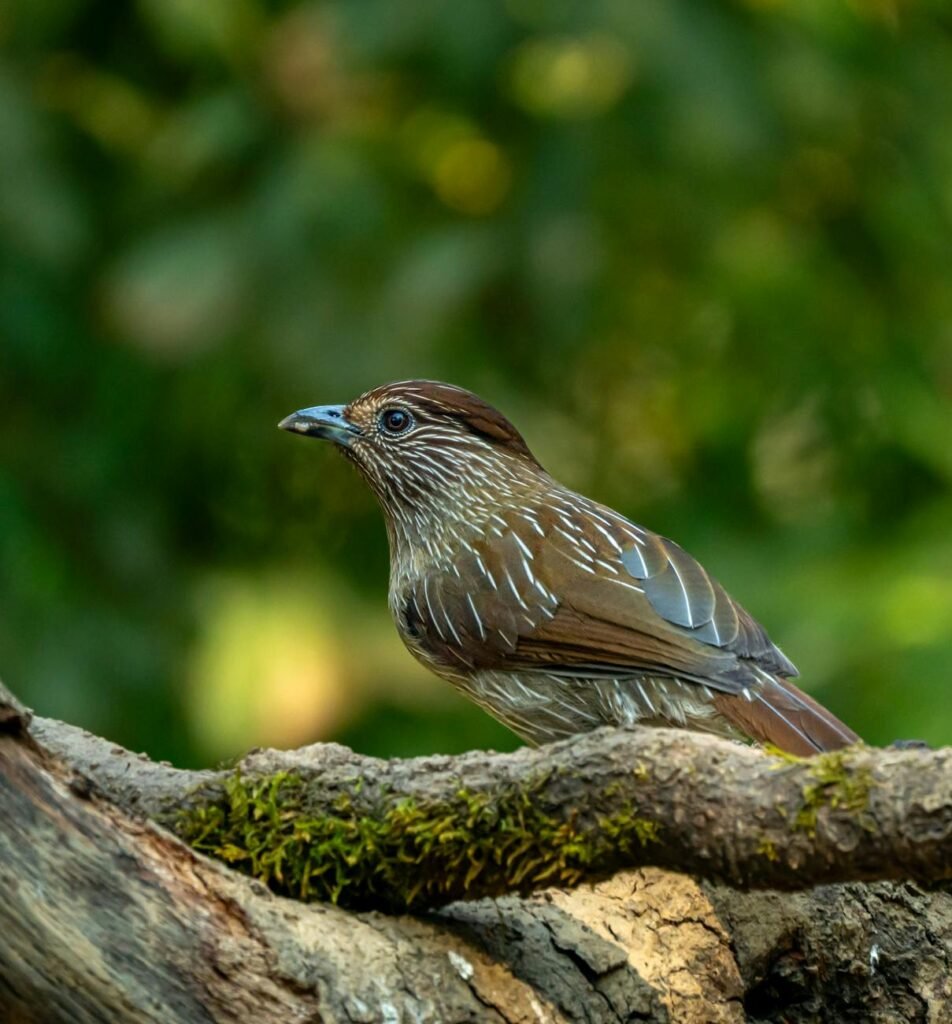 Revolusi Iklan Olahraga Langsung: Google Buka Akses Programmatic untuk Olimpiade 2026 di CTV